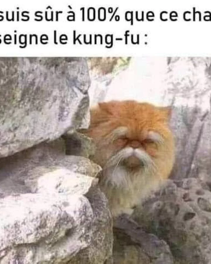 Ce chat maître du kung-fu, 100% certifié