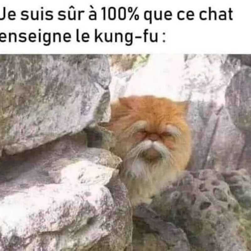 Ce chat maître du kung-fu, 100% certifié