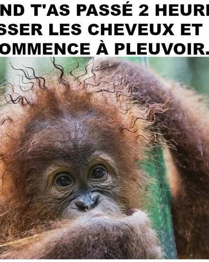 Coiffure ruinée par la pluie : la coupe de cheveux du siècle