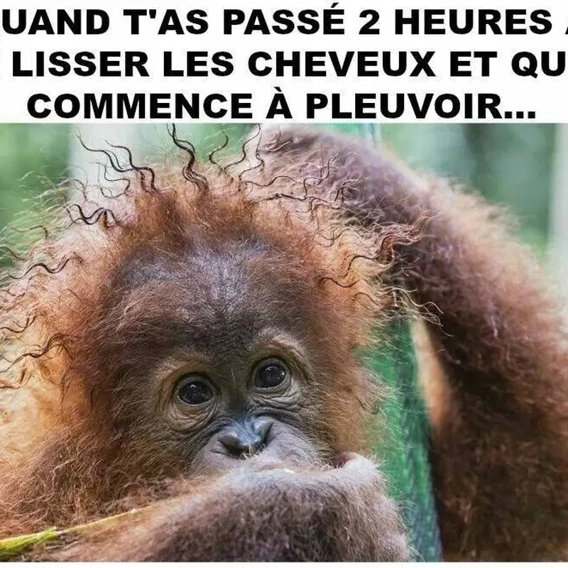 Coiffure ruinée par la pluie : la coupe de cheveux du siècle