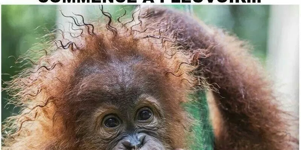 Coiffure ruinée par la pluie : la coupe de cheveux du siècle