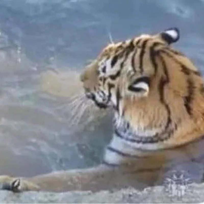 Deux tigres, une affaire de gros sous