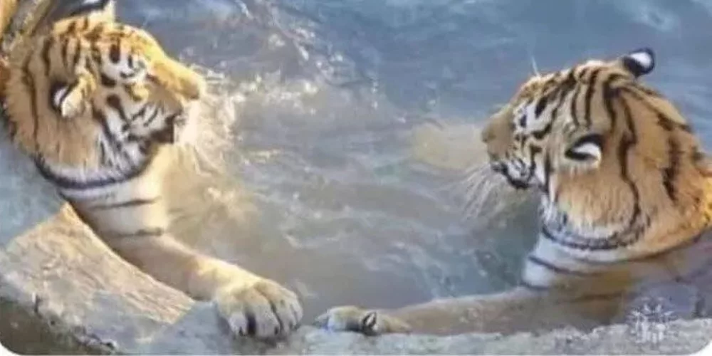 Deux tigres, une affaire de gros sous