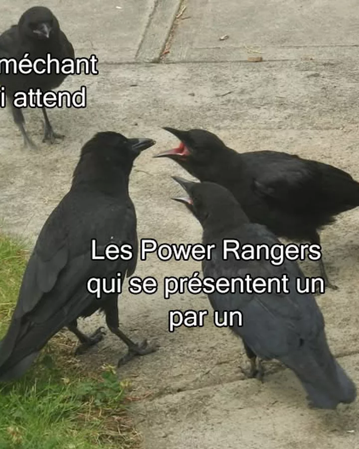 La politesse absurde des combats télé
