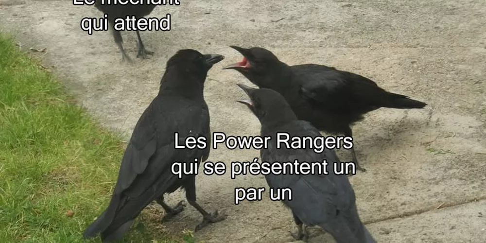 La politesse absurde des combats télé