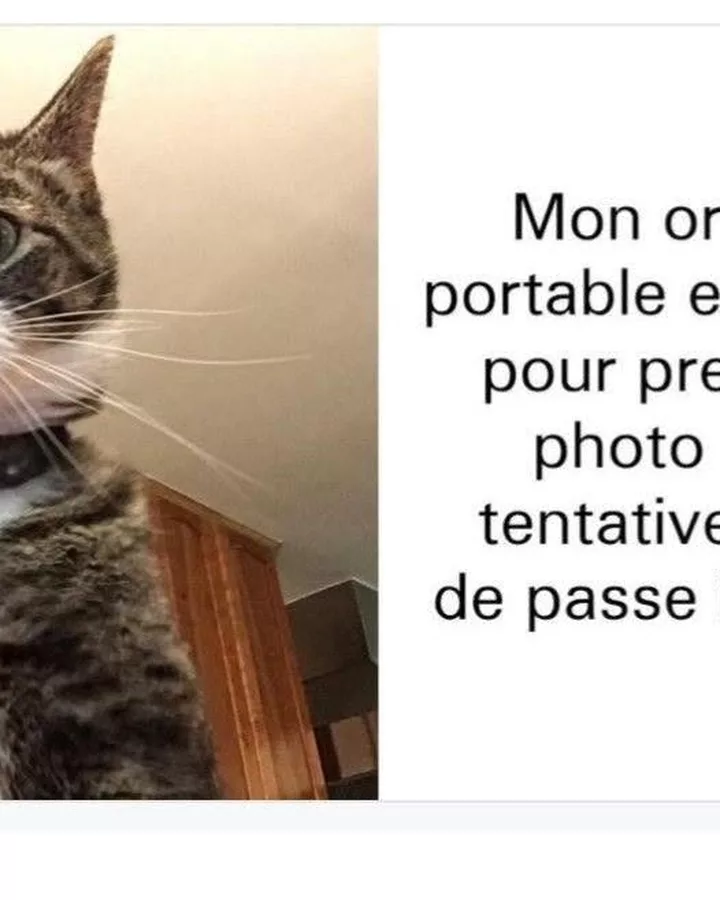 Le chat espion : gardien ultime de la sécurité informatique