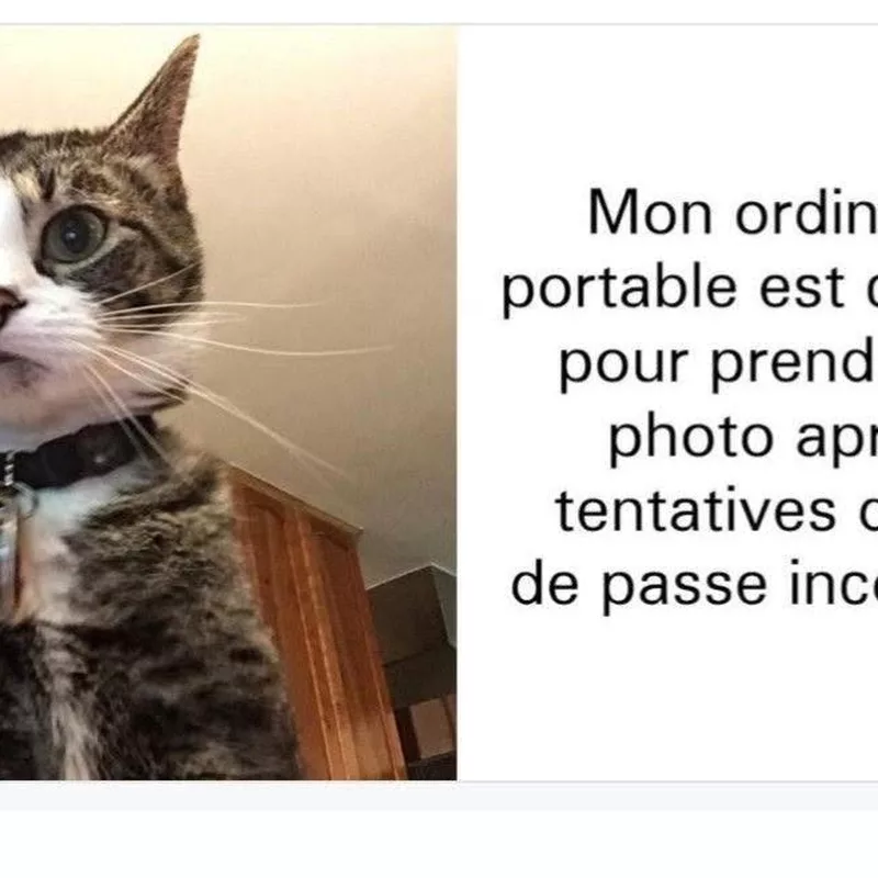 Le chat espion : gardien ultime de la sécurité informatique