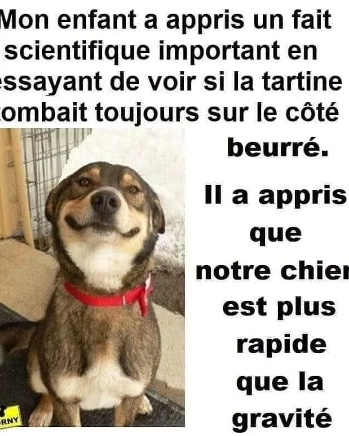 Le chien a résolu la loi de la gravité avant la tartine