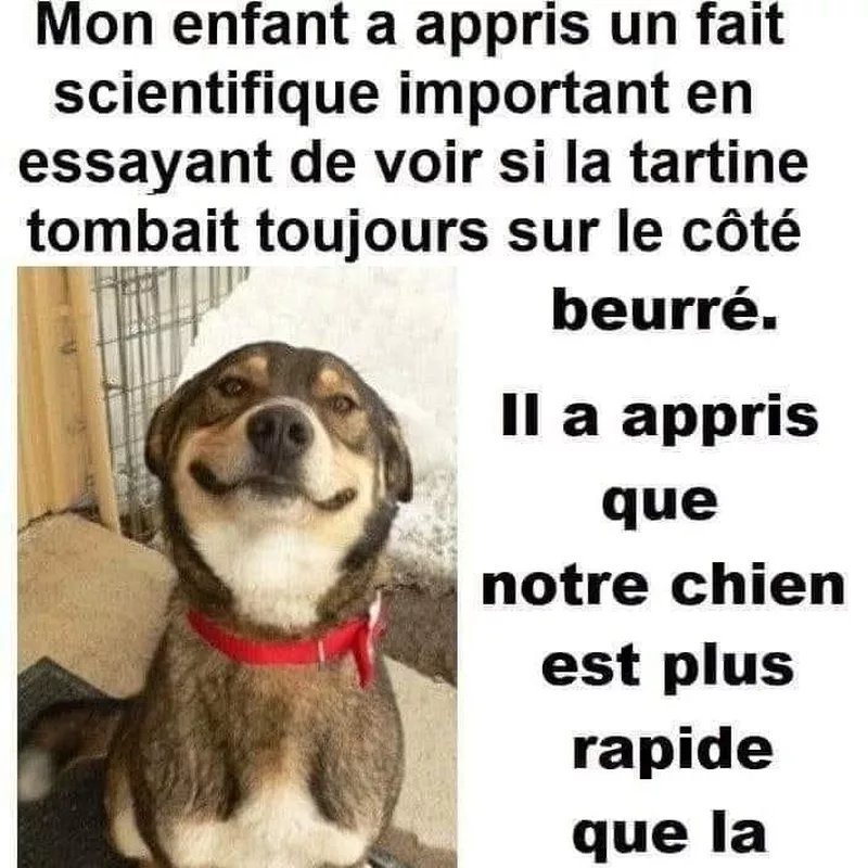 Le chien a résolu la loi de la gravité avant la tartine