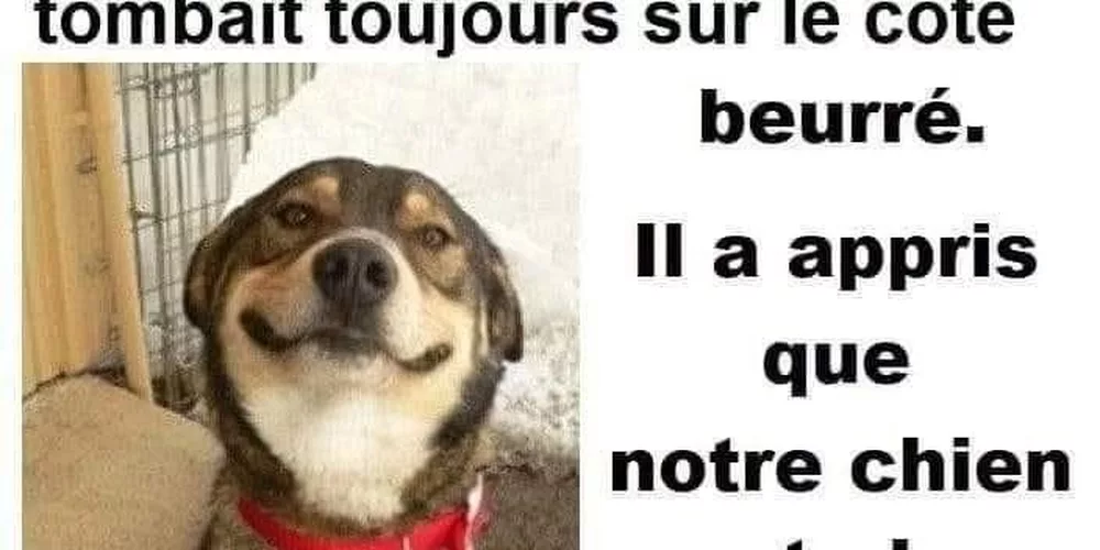 Le chien a résolu la loi de la gravité avant la tartine