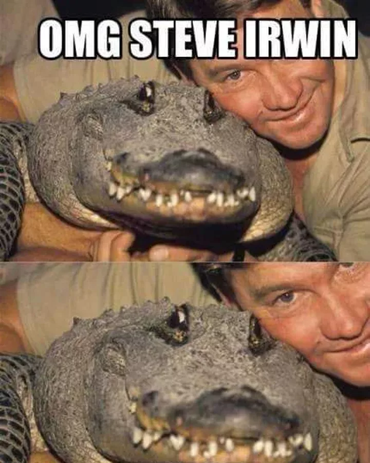 Le crocodile qui a rencontré Steve en personne