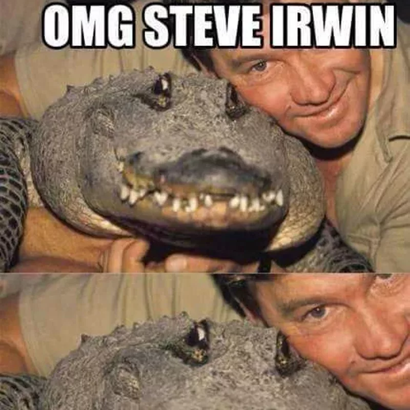 Le crocodile qui a rencontré Steve en personne