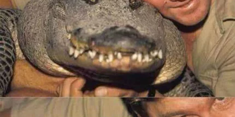 Le crocodile qui a rencontré Steve en personne