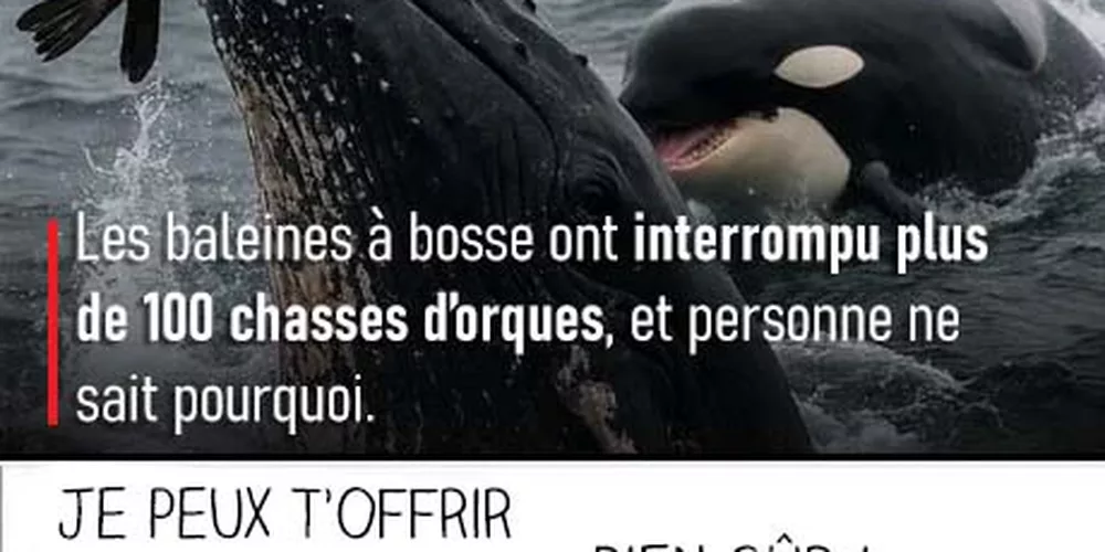 Le garde du corps des mers