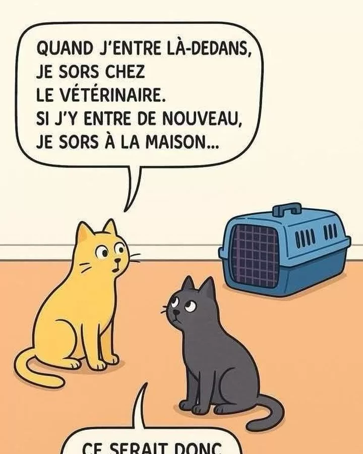 Le paradoxe temporel de la caisse de transport pour chat