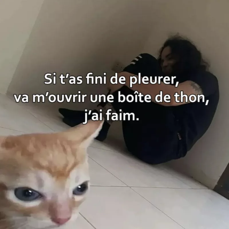 L'empathie d'un chat
