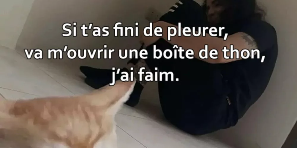 L'empathie d'un chat