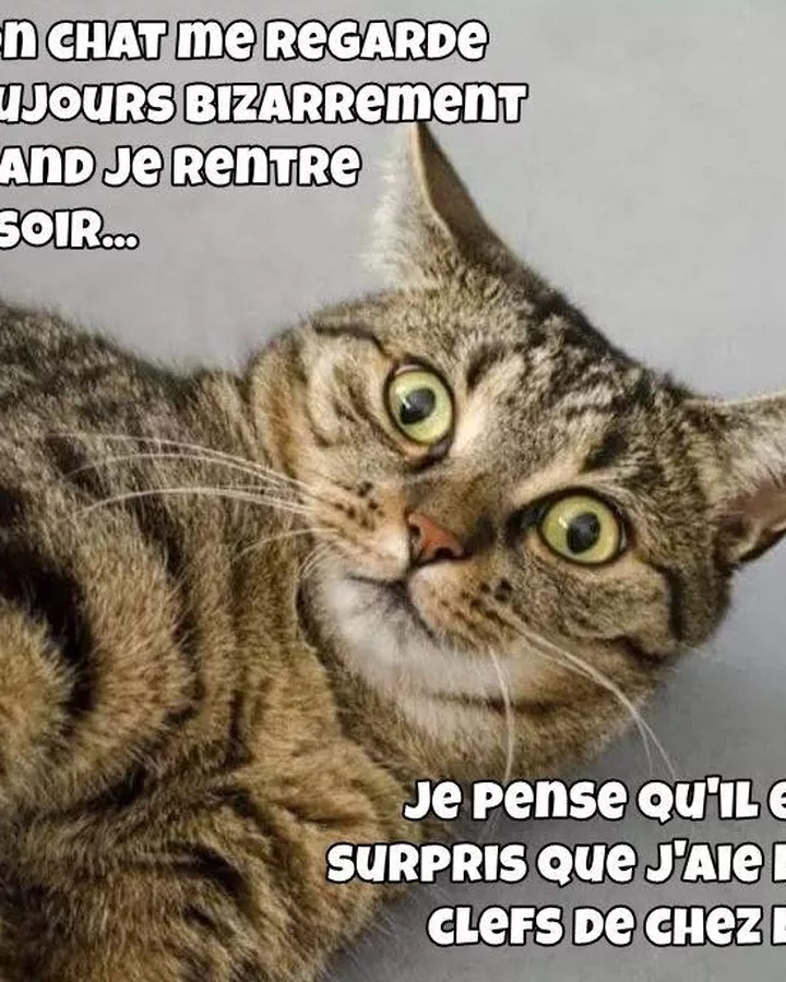 Ton chat ne t'aime pas, il surveille son territoire squatté