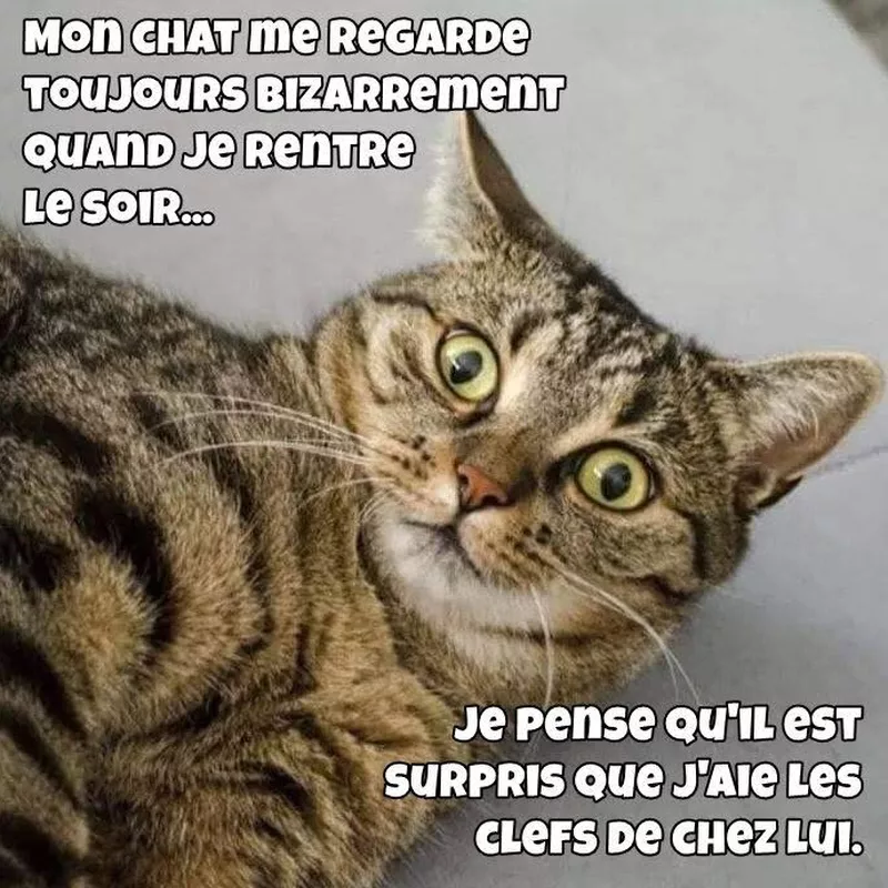 Ton chat ne t'aime pas, il surveille son territoire squatté