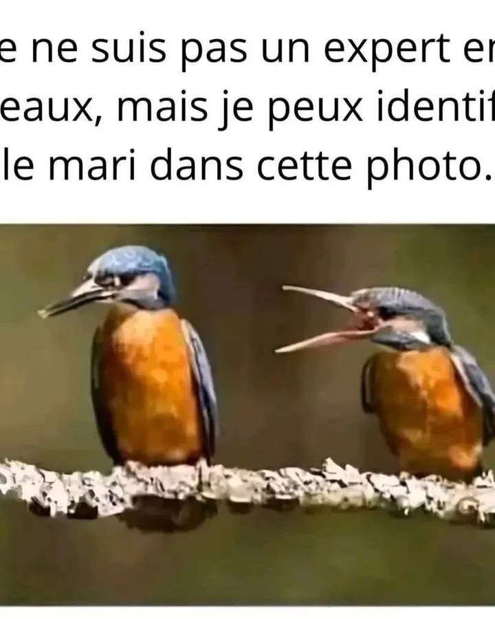 Un couple d'oiseaux, une scène de ménage universelle