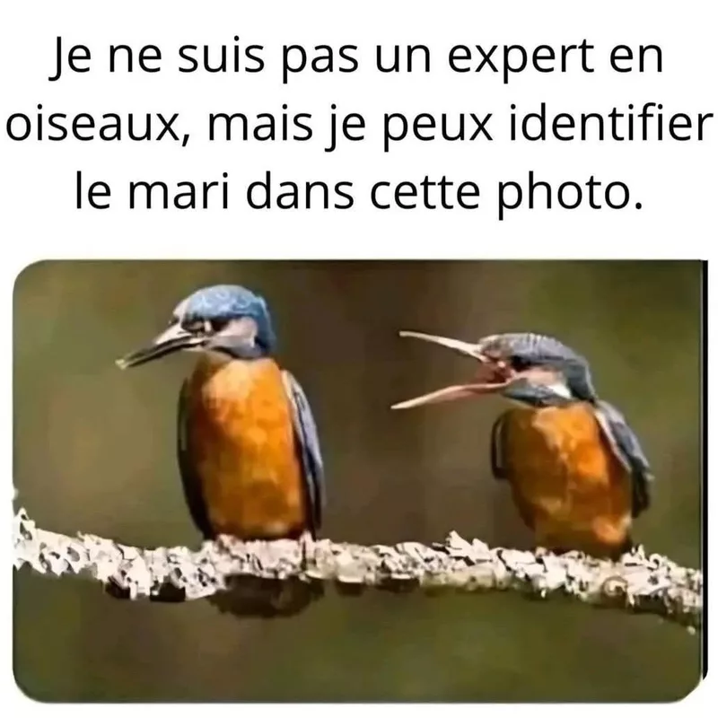 Un couple d'oiseaux, une scène de ménage universelle
